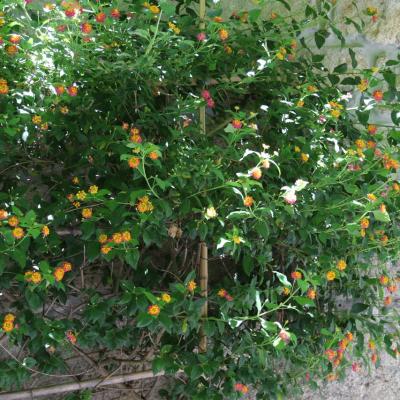 0k1a6187 Easy Resize.com